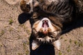 Portrait of brown tabby cat.  Big green eyes. A beautiful background for wallpaper, cover, postcard. Isolated, close up. Cats conc Royalty Free Stock Photo