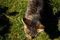 Portrait of brown tabby cat.  Big green eyes. A beautiful background for wallpaper, cover, postcard. Isolated, close up. Cats conc Royalty Free Stock Photo