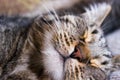 Portrait of brown tabby cat.  Big green eyes. A beautiful background for wallpaper, cover, postcard. Isolated, close up. Cats conc Royalty Free Stock Photo