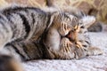 Portrait of brown tabby cat.  Big green eyes. A beautiful background for wallpaper, cover, postcard. Isolated, close up. Cats conc Royalty Free Stock Photo