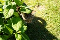 Portrait of brown tabby cat. Big green eyes. A beautiful background for wallpaper, cover, postcard. Isolated, close up. Cats conc