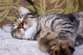 Portrait of brown tabby cat.  Big green eyes. A beautiful background for wallpaper, cover, postcard. Isolated, close up. Cats conc Royalty Free Stock Photo