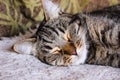 Portrait of brown tabby cat.  Big green eyes. A beautiful background for wallpaper, cover, postcard. Isolated, close up. Cats conc Royalty Free Stock Photo