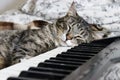 Portrait of brown tabby cat sleeping on piano.  Big green eyes. A beautiful background for wallpaper, cover, postcard. Isolated, c Royalty Free Stock Photo