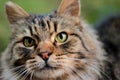 Portrait of a brown tones long-haired cat with green eyes looking forward close up Royalty Free Stock Photo