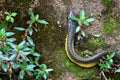 Closeup of a Brown Vine Snake crawling up a rock with plants Royalty Free Stock Photo