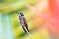 A Brown Violetear hummingbird perching on a small branch with a colorful background