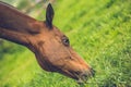 Portrait of brown warm blood horse grazing Royalty Free Stock Photo