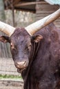 Portrait of a brown watusi bull with big white horns close-up vertical photo