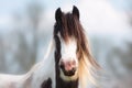 Portrait of Brown, White and Blonde Horse Royalty Free Stock Photo