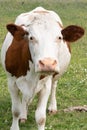 Portrait of Brown and white cow against green grass background Royalty Free Stock Photo