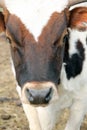 Portrait of a brown white Cow calf standing in straw pasture Royalty Free Stock Photo