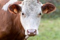 Portrait of a brown and white cow with fabulous eyelashes