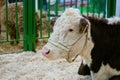 Portrait of brown and white cow resting at animal farming exhibition Royalty Free Stock Photo