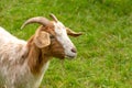 Portrait of a brown and white domestic goat with a green meadow Royalty Free Stock Photo