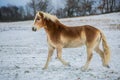 Portrait of brown and white haflinger horse on a winter day Royalty Free Stock Photo