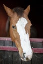 Horse portrait in his box Royalty Free Stock Photo