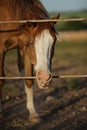 Portrait of a brown white horse at sunset Royalty Free Stock Photo