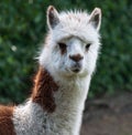 Portrait Of Brown And White Llama