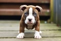 Portrait of brown and white pitbull puppy standing on wood, created using generative ai technology