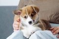 Portrait of brown white puppy of welsh pembroke corgi lying with raised ear, posing on legs of unrecognizable woman.