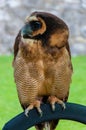 Portrait of brown wood Owl Royalty Free Stock Photo