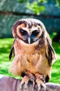 Portrait of brown wood Owl Royalty Free Stock Photo
