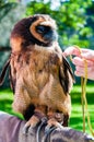 Portrait of brown wood Owl Royalty Free Stock Photo