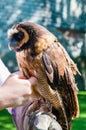 Portrait of brown wood Owl Royalty Free Stock Photo