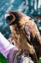 Portrait of brown wood Owl sitting on falconer glove Royalty Free Stock Photo