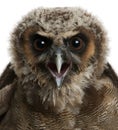 Portrait of Brown Wood Owl, Strix leptogrammica Royalty Free Stock Photo