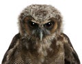 Portrait of Brown Wood Owl, Strix leptogrammica