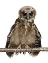 Portrait of Brown Wood Owl, Strix leptogrammica, perching in front of white background Royalty Free Stock Photo