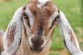 Portrait of a brown young goat with long ears. Royalty Free Stock Photo