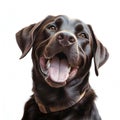 Portrait of brunette happy labrador. isolated ith white background. Created with generative AI