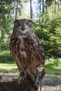 Portrait of Bubo bubo - Eurasian Eagle Owl Royalty Free Stock Photo