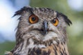 Portrait of Bubo bubo - Eurasian Eagle Owl Royalty Free Stock Photo