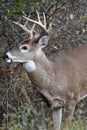 Portrait of a buck White Tailed Deer Royalty Free Stock Photo