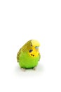 Portrait of budgerigar