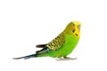 Portrait of budgerigar