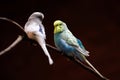 Portrait of budgerigar Melopsittacus undulatus common parakeet or small seed-eating parrot Royalty Free Stock Photo