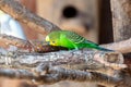 Portrait of a budgerigar in nature