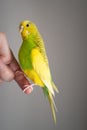 Portrait of a budgerigar parakeet in profile sitting, perched on a finger Royalty Free Stock Photo