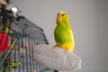 Portrait of a budgerigar parakeet sitting on a cuttlefish bone placed on the side of her cage Royalty Free Stock Photo