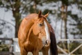 Budyonny chestnut dressage gelding horse with white line posing in paddock in spring daytime