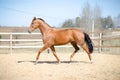 Portrait of budyonny horse trotting in paddock Royalty Free Stock Photo