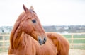 Budyonny red mare horse in paddock in spring Royalty Free Stock Photo