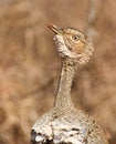 A portrait of the Buff-crested Bustard