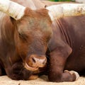 Portrait of a buffalo with beautiful and large horns. Muzzle close up