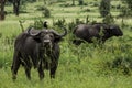 Portrait buffalo with bird on top